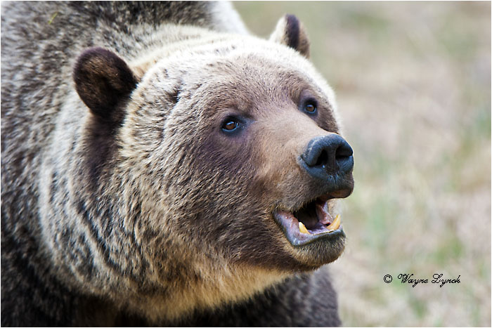 Mountain Grizzly Bear by Dr. Wayne Lynch &copy;
